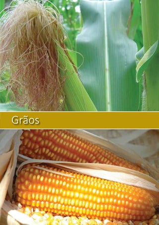Grãos
 