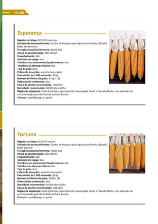 MILHO
Esperança
Registro no Mapa: SCS153 Esperança
Unidade de desenvolvimento: Centro de Pesquisa para Agricultura Familiar (Cepaf)
Ciclo: semiprecoce
Floração masculina/feminina: 80/85 dias
Altura da planta/espiga: 260/150 cm
Empalhamento: alto
Sanidade de espiga: boa
Tolerância ao acamamento/quebramento: alto
Tolerância às doenças foliares: boa
Tipo de grão: duro
Coloração dos grãos: amarelo/alaranjado
Peso médio de 1.000 sementes: 338g
Número de fileiras de grãos: 14 (12-16)
Potencial de rendimento: alto
Época de plantio recomendada: setembro
Densidade recomendada: 50.000 plantas/ha
Região de adaptação: Santa Catarina, especialmente mesorregião Oeste e Planalto Norte, com extensão de
recomendação para Rio Grande do Sul e Paraná
Contato: cepaf@epagri.sc.gov,br
Fortuna
Registro no Mapa: SCS154 Fortuna
Unidade de desenvolvimento: Centro de Pesquisa para Agricultura Familiar (Cepaf)
Ciclo: precoce
Floração masculina/feminina: 76/80 dias
Altura da planta/espiga: 230/120cm
Empalhamento: alto
Sanidade de espiga: boa
Tolerância ao acamamento/quebramento: alto
Tolerância às doenças foliares: boa
Tipo de grão: duro
Coloração dos grãos: amarelo-alaranjado
Peso médio de 1.000 sementes: 334g
Número de fileiras de grãos: 16 (14-18)
Potencial de rendimento: alto
Densidade recomendada: 50.000 plantas/ha
Época de plantio recomendada: setembro
Região de adaptação: Santa Catarina, especialmente mesorregião Oeste e Planalto Norte, com extensão de
recomendação para Rio Grande do Sul e Paraná
Contato: cepaf@epagri.sc.gov.br
 