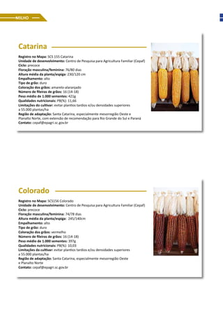 MILHO
Catarina
Registro no Mapa: SCS 155 Catarina
Unidade de desenvolvimento: Centro de Pesquisa para Agricultura Familiar (Cepaf)
Ciclo: precoce
Floração masculina/feminina: 76/80 dias
Altura média da planta/espiga: 230/120 cm
Empalhamento: alto
Tipo de grão: duro
Coloração dos grãos: amarelo-alaranjado
Número de fileiras de grãos: 16 (14-18)
Peso médio de 1.000 sementes: 421g
Qualidades nutricionais: PB(%): 11,66
Limitações do cultivar: evitar plantios tardios e/ou densidades superiores
a 55.000 plantas/ha
Região de adaptação: Santa Catarina, especialmente mesorregião Oeste e
Planalto Norte, com extensão de recomendação para Rio Grande do Sul e Paraná
Contato: cepaf@epagri.sc.gov.br
Colorado
Registro no Mapa: SCS156 Colorado
Unidade de desenvolvimento: Centro de Pesquisa para Agricultura Familiar (Cepaf)
Ciclo: precoce
Floração masculina/feminina: 74/78 dias
Altura média da planta/espiga: 245/140cm
Empalhamento: alto
Tipo de grão: duro
Coloração dos grãos: vermelho
Número de fileiras de grãos: 16 (14-18)
Peso médio de 1.000 sementes: 397g
Qualidades nutricionais: PB(%): 10,03
Limitações da cultivar: evitar plantios tardios e/ou densidades superiores
a 55.000 plantas/ha
Região de adaptação: Santa Catarina, especialmente mesorregião Oeste
e Planalto Norte
Contato: cepaf@epagri.sc.gov.br
 