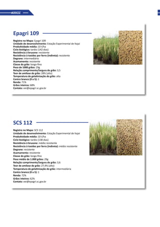 ARROZ
Epagri 109
Registro no Mapa: Epagri 109
Unidade de desenvolvimento: Estação Experimental de Itajaí
Produtividade média: 10 t/ha
Ciclo biológico: tardio (142 dias)
Resistência á brusone: resistente
Resistência à toxidez por ferro (indireta): resistente
Degrane: intermediário
Acamamento: resistente
Classe do grão: longo-fino
Peso de 1000 grãos: 29g
Relação comprimento/largura do grão: 3,5
Teor de amilose do grão: 28% (alto)
Temperatura de gelatinização do grão: alta
Centro branco (0 a 5): 1
Renda: 71%
Grãos inteiros: 68%
Contato: eei@epagri.sc.gov.br
SCS 112
Registro no Mapa: SCS 112
Unidade de desenvolvimento: Estação Experimental de Itajaí
Produtividade média: 10 t/ha
Ciclo biológico: tardio (138 dias)
Resistência à brusone: médio resistente
Resistência à toxidez por ferro (indireta): médio resistente
Degrane: resistente
Acamamento: resistente
Classe do grão: longo-fino
Peso médio de 1.000 grãos: 29g
Relação comprimento/largura do grão: 3,6
Teor de amilose do grão: 27,4% (alto)
Temperatura de gelatinização do grão: intermediária
Centro branco (0 a 5): 1
Renda: 72%
Grãos inteiros: 62%
Contato: eei@epagri.sc.gov.br
 
