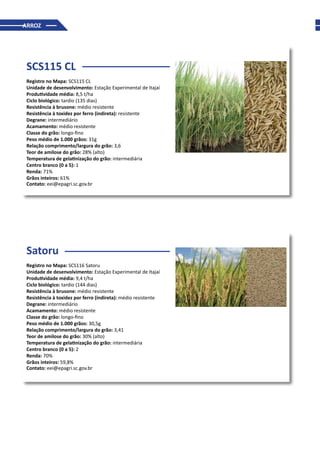 ARROZ
SCS115 CL
Registro no Mapa: SCS115 CL
Unidade de desenvolvimento: Estação Experimental de Itajaí
Produtividade média: 8,5 t/ha
Ciclo biológico: tardio (135 dias)
Resistência à brusone: médio resistente
Resistência à toxidez por ferro (indireta): resistente
Degrane: intermediário
Acamamento: médio resistente
Classe do grão: longo-fino
Peso médio de 1.000 grãos: 31g
Relação comprimento/largura do grão: 3,6
Teor de amilose do grão: 28% (alto)
Temperatura de gelatinização do grão: intermediária
Centro branco (0 a 5): 1
Renda: 71%
Grãos inteiros: 61%
Contato: eei@epagri.sc.gov.br
Satoru
Registro no Mapa: SCS116 Satoru
Unidade de desenvolvimento: Estação Experimental de Itajaí
Produtividade média: 9,4 t/ha
Ciclo biológico: tardio (144 dias)
Resistência à brusone: médio resistente
Resistência à toxidez por ferro (indireta): médio resistente
Degrane: intermediário
Acamamento: médio resistente
Classe do grão: longo-fino
Peso médio de 1.000 grãos: 30,5g
Relação comprimento/largura do grão: 3,41
Teor de amilose do grão: 30% (alto)
Temperatura de gelatinização do grão: intermediária
Centro branco (0 a 5): 2
Renda: 70%
Grãos inteiros: 59,8%
Contato: eei@epagri.sc.gov.br
 