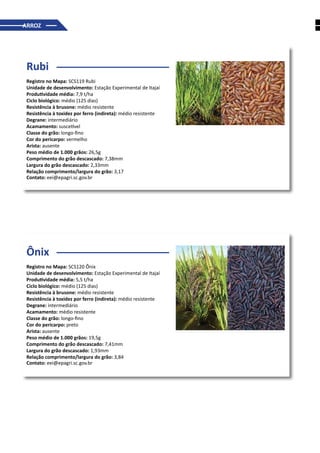 ARROZ
Rubi
Registro no Mapa: SCS119 Rubi
Unidade de desenvolvimento: Estação Experimental de Itajaí
Produtividade média: 7,9 t/ha
Ciclo biológico: médio (125 dias)
Resistência à brusone: médio resistente
Resistência à toxidez por ferro (indireta): médio resistente
Degrane: intermediário
Acamamento: suscetível
Classe do grão: longo-fino
Cor do pericarpo: vermelho
Arista: ausente
Peso médio de 1.000 grãos: 26,5g
Comprimento do grão descascado: 7,38mm
Largura do grão descascado: 2,33mm
Relação comprimento/largura do grão: 3,17
Contato: eei@epagri.sc.gov.br
Ônix
Registro no Mapa: SCS120 Ônix
Unidade de desenvolvimento: Estação Experimental de Itajaí
Produtividade média: 5,5 t/ha
Ciclo biológico: médio (125 dias)
Resistência à brusone: médio resistente
Resistência à toxidez por ferro (indireta): médio resistente
Degrane: intermediário
Acamamento: médio resistente
Classe do grão: longo-fino
Cor do pericarpo: preto
Arista: ausente
Peso médio de 1.000 grãos: 19,5g
Comprimento do grão descascado: 7,41mm
Largura do grão descascado: 1,93mm
Relação comprimento/largura do grão: 3,84
Contato: eei@epagri.sc.gov.br
 