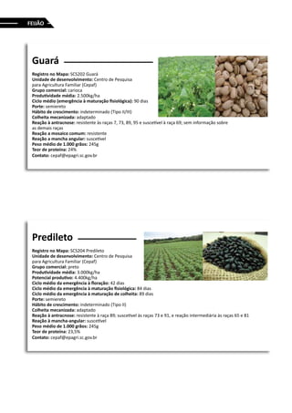 FEIJÃO
Guará
Registro no Mapa: SCS202 Guará
Unidade de desenvolvimento: Centro de Pesquisa
para Agricultura Familiar (Cepaf)
Grupo comercial: carioca
Produtividade média: 2.500kg/ha
Ciclo médio (emergência à maturação fisiológica): 90 dias
Porte: semiereto
Hábito de crescimento: indeterminado (Tipo II/III)
Colheita mecanizada: adaptado
Reação à antracnose: resistente às raças 7, 73, 89, 95 e suscetível à raça 69; sem informação sobre
as demais raças
Reação a mosaico comum: resistente
Reação a mancha angular: suscetível
Peso médio de 1.000 grãos: 245g
Teor de proteína: 24%
Contato: cepaf@epagri.sc.gov.br
Predileto
Registro no Mapa: SCS204 Predileto
Unidade de desenvolvimento: Centro de Pesquisa
para Agricultura Familiar (Cepaf)
Grupo comercial: preto
Produtividade média: 3.000kg/ha
Potencial produtivo: 4.400kg/ha
Ciclo médio da emergência à floração: 42 dias
Ciclo médio da emergência à maturação fisiológica: 84 dias
Ciclo médio da emergência à maturação de colheita: 89 dias
Porte: semiereto
Hábito de crescimento: indeterminado (Tipo II)
Colheita mecanizada: adaptado
Reação à antracnose: resistente à raça 89; suscetivel às raças 73 e 91, e reação intermediária às raças 65 e 81
Reação à mancha-angular: suscetível
Peso médio de 1.000 grãos: 245g
Teor de proteína: 23,5%
Contato: cepaf@epagri.sc.gov.br
 