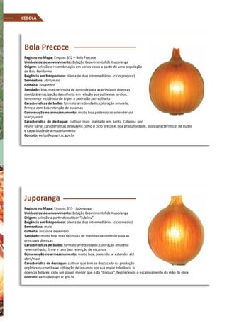CEBOLA
Bola Precoce
Registro no Mapa: Empasc 352 – Bola Precoce
Unidade de desenvolvimento: Estação Experimental de Ituporanga
Origem: seleção e recombinação em vários ciclos a partir de uma população
de Baia Periforme
Exigência em fotoperíodo: planta de dias intermediários (ciclo precoce)
Semeadura: abril/maio
Colheita: novembro
Sanidade: boa, mas necessita de controle para as principais doenças
devido à antecipação da colheita em relação aos cultivares tardios,
tem menor incidência de tripes e podridão pós-colheita
Características de bulbo: formato arredondado; coloração amarela;
firme e com boa retenção de escamas
Conservação no armazenamento: muito boa podendo se estender até
março/abril
Característica de destaque: cultivar mais plantado em Santa Catarina por
reunir várias características desejáveis como o ciclo precoce, boa produtividade, boas características de bulbo
e capacidade de armazenamento
Contato: eeitu@epagri.sc.gov.br
Juporanga
Registro no Mapa: Empasc 355 - Juporanga
Unidade de desenvolvimento: Estação Experimental de Ituporanga
Origem: seleção a partir do cultivar “Jubileu”
Exigência em fotoperíodo: planta de dias intermediários (ciclo médio)
Semeadura: maio
Colheita: início de dezembro
Sanidade: muito boa, mas necessita de medidas de controle para as
principais doenças
Características de bulbo: formato arredondado; coloração amarelo-
-avermelhada; firme e com boa retenção de escamas
Conservação no armazenamento: muito boa, podendo se estender até
abril/maio
Característica de destaque: cultivar que tem se destacado na produção
orgânica ou com baixa utilização de insumos por sua maior tolerância às
doenças foliares; ciclo um pouco menor que o da “Crioula”, favorecendo o escalonamento da mão de obra
Contato: eeitu@epagri.sc.gov.br
 