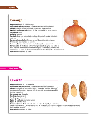 Poranga
Registro no Mapa: SCS366 Poranga
Unidade de desenvolvimento: Estação Experimental de Ituporanga
Origem: seleção a partir do cultivar Epagri 363 “Superprecoce”
Exigência em fotoperíodo: planta de dias intermediários (ciclo precoce)
Semeadura: abril
Colheita: outubro
Sanidade: boa, mas necessita de medidas de controle para as principais
doenças
Características de bulbo: formato arredondado; coloração amarela;
firme e com boa retenção de escamas
Conservação no armazenamento: muito boa podendo se estender até janeiro
Característica de destaque: cultivar mais precoce da Epagri e está entre os
mais precoces do mercado recomendados para o Sul do País; permite uma
antecipação de cerca de 10 dias em relação ao Cultivar Epagri 363 “Superprecoce”
Contato: eeitu@epagri.sc.gov.br
Favorita
Registro no Mapa: SCS 367 Favorita
Unidade de desenvolvimento: Estação Experimental de Ituporanga
Origem: resultado do cruzamento entre a variedade peruana “Jonathan”
como genitor feminino e o acesso 103 do banco de germoplasma da EEIt
(genitor masculino)
Formato da raiz: alongada
Cor da película: amarela
Cor da polpa: alaranjada
Época de produção de mudas: agosto
Época de colheita: maio
Características em destaque: coloração de polpa alaranjada, o que indica
alto teor de vitamina A, muito interessante do ponto de vista nutricional, podendo ser uma boa alternativa
para merenda escolar
Contato: eeitu@epagri.sc.gov.br
CEBOLA
BATATA DOCE
 