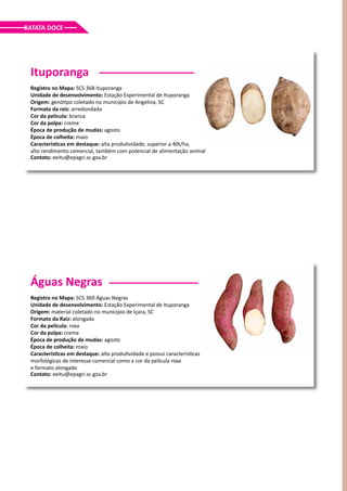 BATATA DOCE
Ituporanga
Registro no Mapa: SCS 368 Ituporanga
Unidade de desenvolvimento: Estação Experimental de Ituporanga
Origem: genótipo coletado no município de Angelina, SC
Formato da raiz: arredondada
Cor da película: branca
Cor da polpa: creme
Época de produção de mudas: agosto
Época de colheita: maio
Características em destaque: alta produtividade, superior a 40t/ha,
alto rendimento comercial, também com potencial de alimentação animal
Contato: eeitu@epagri.sc.gov.br
Águas Negras
Registro no Mapa: SCS 369 Águas Negras
Unidade de desenvolvimento: Estação Experimental de Ituporanga
Origem: material coletado no município de Içara, SC
Formato da Raiz: alongada
Cor da película: roxa
Cor da polpa: creme
Época de produção de mudas: agosto
Época de colheita: maio
Características em destaque: alta produtividade e possui características
morfológicas de interesse comercial como a cor da película roxa
e formato alongado
Contato: eeitu@epagri.sc.gov.br
 