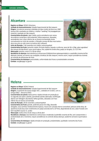 Alcantara
Registro no Mapa: SCS411 Alcantara
Unidade de desenvolvimento: Estação Experimental de São Joaquim
Origem: oriunda de sementes coletadas em Bom Jardim da Serra em 1987
(acesso 26) e avaliadas em Videira; o melhor “seedling” foi propagado por
enxertia e avaliado em São Joaquim
Características da planta: vigor médio, porte semiaberto com ramos
secundários compridos e decumbentes; folhas pequenas, obovadas,
ascendentes com a face inferior de cor branco-acinzentada; brota
normalmente em início de outubro, a floração começa 40 dias mais tarde e
dura cerca de um mês como na maioria dos cultivares
Início de floração: 7 de novembro em média; autocompatível
Características do fruto: tamanho médio, formato elíptico, bojudo e uniforme, peso de 50 a 120g; sabor agradável
dos acessos de tipo Brasil; casca semirrugosa, fina, epiderme verde-oliva; polpa cor de gelo, 11 a 13° Brix
Maturação: precoce, entre 1º e 30 de março
Resistência às doenças: boa tolerância à antracnose (Colletotrichum gloeosporioides) e a podridão cinzenta da flor
(Botrytis cinerea), ao menos nas condições climáticas de São Joaquim; mesmo assim, requer providências visando
ao controle da antracnose do fruto
Características de destaque: precocidade, uniformidade dos frutos e produtividade constante
Contato: eesj@epagri.sc.gov.br
Helena
Registro no Mapa: SCS412 Helena
Unidade de desenvolvimento: Estação Experimental de São Joaquim
Origem: cruzamento do acesso Epagri 101♀, coletado em Urubici, com cv.
Unique (NZ)♂. (Parceria UFSC)
Características da planta: baixo porte e rápida entrada em produção já
no segundo ano após o plantio, permitindo plantio adensado; ramificação
aberta com folhagem abundante; folhas grandes, obovadas com face
inferior de cor branco-acinzentada
Início de floração: 18 de novembro; autocompatível
Características do fruto: grande, podendo passar de 150g, obovoide
alongado, casca semilisa medianamente espessa, macia com camada interna comestível; película verde-oliva, de
aparência muito boa; bom rendimento em polpa variando de 9 a 14° Brix, dependendo do ano; sabor frutado com
bom equilíbrio açúcar vs. acidez
Maturação: tardia entre 25 de março e 20 de abril
Resistência a doenças: boa tolerância à antracnose e moderada à podridão cinzenta da flor, sem comprometer a
produtividade até o momento; requer providências no controle destas doenças; epiderme sensível à queimadura
do sol
Características de destaque: rápida entrada em produção, produtividade, qualidade e tamanho dos frutos
Contato: eesj@epagri.sc.gov.br
GOIABA SERRANA
 