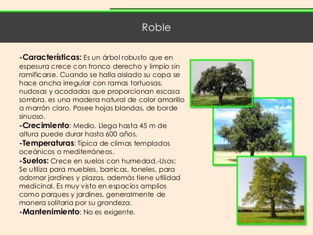 Propiedades Medicinales Del Roble Botanicalonline