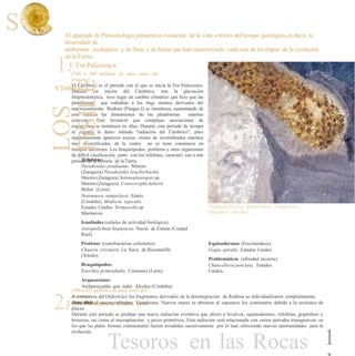S El apartado de Paleontología presentala evolución de la vida a través deltiempo geológico, es decir, la
diversidad de
ambientes ecológicos y de flora y de fauna que han caracterizado cada una de las etapas de la evolución
de laTierra.
1.1. Era Paleozoica:
C‡mbrico
(540 a 500 millones de años antes del
presente)
El Cámbrico es el periodo con el que se inicia la Era Paleozoica.
Durante los inicios del Cámbrico, tras la glaciación
finiprecámbrica, tuvo lugar un cambio climático que hizo que las
plataformas que rodeaban a los frag- mentos derivados del
macrocontinente Rodinia (Pangea I) se inundasen, aumentando de
esta manera las dimensiones de las plataformas marinas
existentes. Esto favoreció que complejas asociaciones de
organismos se instalasen en ellas. Durante este periodo de tiempo
se registró la deno- minada "radiación del Cámbrico", pues
repentinamente aparecen asocia- ciones de invertebrados marinos
muy diversificadas, de la cuales no se tiene constancia en
tiempos anteriores. Los braquiópodos, poríferos y otros organismos
de difícil clasificación, junto con los trilobites, caracteri- zan a este
periodo de la historia de laTierra.Trilobites:
Paradoxides pradoanus. Murero
(Zaragoza) Paradoxides brachyrhachis.
Murero (Zaragoza) Solenopleuropsis sp.
Murero (Zaragoza). Conocoryphe heberti.
Boñar (León).
Strenuaeva sampelayoi. Alanís
(Córdoba). Modocia typicalis.
Estados Unidos. Termierella sp.
Marruecos.
Icnofósiles (señales de actividad biológica):
Astropolichnus hispanicus. Navas de Estena (Ciudad
Real).
Protistas (cianobacterias coloniales):
Chuaria circularis. La Nava de Ricomalillo
(Toledo).
Braquiópodos:
Eoorthis primordialis. Crémenes (León).
Arqueociatos:
Archaeocyatha gen. indet. Alcolea (Córdoba).
2.2. Era Paleozoica: Ordov’cico
Chancelloria penctata. Cámbrico,
Estados Unidos.
Equinodermos (Eocrinoideos):
Gogia spiralis. Estados Unidos.
Problemáticos (afinidad incierta):
Chancelloria penctata. Estados
Unidos.
(500 a 435 millones de años antes del
presente)A comienzos del Ordovícico los fragmentos derivados de la desintegración de Rodinia se individualizaron completamente,
destacandoentre ellos el macrocontinente Gondwana. Nuevos mares se abrieron al separarse los continentes debido a la tectónica de
placas.
Durante este periodo se produjo una nueva radiación evolutiva que afectó a bivalvos, equinodermos, trilobites, graptolitos y
briozoos, así como al microplancton y peces primitivos. Esta radiación está relacionada con varios periodos transgresivos, en
los que las plata- formas continentales fueron invadidas sucesivamente por el mar, ofreciendo nuevas oportunidades para la
evolución.
1Tesoros en las Rocas
LOS
FîSILE
 