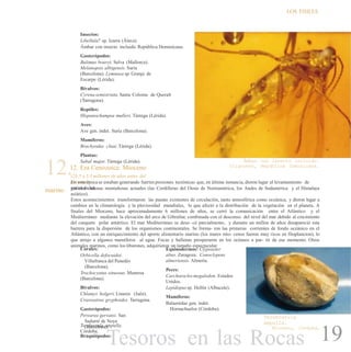 LOS FîSILES
Insectos:
Libellula? sp. Izarra (Álava).
Ámbar con insecto incluido. República Dominicana.
Gasterópodos:
Bulimus bouvyi. Selva (Mallorca).
Melanopsis albigensis. Suria
(Barcelona). Lymnaea sp. Granja de
Escarpe (Lérida).
Bivalvos:
Cyrenasemistriata. Santa Coloma de Queralt
(Tarragona).
Reptiles:
Hispanochampsa mulleri. Tárrega (Lérida).
Aves:
Ave gen. indet. Suria (Barcelona).
Mamíferos:
Brachyodus cluai. Tárrega (Lérida).
Plantas:
Sabal major. Tárrega (Lérida).
12.12. Era Cenozoica: Mioceno
marino
Ámbar con insecto incluido.
Oligoceno, República Dominicana.
(23.5 a 5.3 millones de años antes del
presente)En esta épocase estaban generando fuertes presiones tectónicas que, en última instancia, dieron lugar al levantamiento de
varias de lasgrandes cadenas montañosas actuales (las Cordilleras del Oeste de Norteamérica, los Andes de Sudamérica y el Himalaya
asiático).
Estos acontecimientos transformaron las pautas existentes de circulación, tanto atmosférica como oceánica, y dieron lugar a
cambios en la climatología y la pluviosidad mundiales, lo que afectó a la distribución de la vegetación en el planeta. A
finales del Mioceno, hace aproximadamente 6 millones de años, se cerró la comunicación entre el Atlántico y el
Mediterráneo mediante la elevación del arco de Gibraltar, combinada con el descenso del nivel del mar debido al crecimiento
del casquete polar antártico. El mar Mediterráneo se dese- có parcialmente, y durante un millón de años desapareció esta
barrera para la dispersión de los organismos continentales. Se forma- ron las primeras corrientes de fondo oceánico en el
Atlántico, con un enriquecimiento del aporte alimentario marino (los mares mio- cenos fueron muy ricos en fitoplancton), lo
que atrajo a algunos mamíferos al agua. Focas y ballenas prosperaron en los océanos a par- tir de ese momento. Otros
animales marinos, como los tiburones, adquirieron un tamaño espectacular.
Corales:
Orbicella defocuidoi.
Villafranca del Penedés
(Barcelona).
Trochocyatus sinuosus. Manresa
(Barcelona).
Bivalvos:
Chlamys holgeri. Linares (Jaén).
Crassostrea gryphoides. Tarragona.
Gasterópodos:
Perearea gervaisi. San
Sadurní de Noya
(Barcelona).
Braquiópodos:
Equinodermos: Clypeaster
altus. Zaragoza. Conoclypeus
almeriensis. Almería.
Peces:
Carcharocles megalodon. Estados
Unidos.
Lepidopussp. Hellín (Albacete).
Mamíferos:
Balaenidae gen. indet.
Hornachuelos (Córdoba).
Terebratula
ampulla.
Mioceno, Córdoba.Terebratula ampulla.
Córdoba.
19Tesoros en las Rocas
 