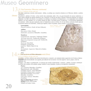 Museo Geominero
13.13. Era Cenozoica: Mioceno continental
(fauna)
(23.5 a 5.3 millones de años antes del
presente)Tras unas condiciones iniciales relativamente cálidas, se produjo una variación climática en el Mioceno, debido a cambios
tectónicos y
atmosféricos globales. El clima se hizo mucho más contrastado, árido y frío, con gran desarrollo de cuencas endorreicas y
lagos salinos rodeados de sabanas herbáceas, que se dulcificó al final de esta época. Durante el Mioceno progresan las especies
adaptadas a los hábi- tats abiertos. Los roedores, los antílopes, los elefantes, los hipopótamos y los antepasados de los caballos
llegaron a ser muy abundan- tes. Los felinos dientes de sable y las hienas hacen su aparición, y se diversifican rápidamente.
Los primates sufren una gran expansión, tanto en Sudamérica como en África. Es en este último continente donde aparecen
las primeras especies de homínidos, familia que engloba a todos los grandes simios actuales y a los humanos.
Rana pueyoi. Mioceno,Gasterópodos:
Planorbis thiollierei. Alcalá de Júcar (Albacete).
Anfibios:
Rana pueyoi. Libros (Teruel).
Salamandra sansaniensis. Ribesalbes (Castellón).
Mamíferos:
Gomphotherium angustidens. Villaluenga (Toledo).
Alicornops simorrense. Nombrevilla (Zaragoza).
Hipparion primigenium koenigswaldi. Nombrevilla
(Zaragoza).
Hyaena sp. Áteca-Tenor
(Zaragoza). Anchitherium
ezquerrae. Madrid. Hipparion sp.
Teruel.
Tetralophodon longirostris. Monte de la Abadesa
(Burgos).
Aves:
Anser sp. Cevico de la Torre (Palencia).
Libros (Teruel).
14.14. Era Cenozoica: Mioceno continental (flora)
(23.5 a 5.3 millones de años antes del
presente)Las plantas con flores sufrieron una enorme diversificación y extensión por el planeta desde suaparición en el Cretácico Inferior.
Estas plan-tas parecen haber desencadenado una segunda gran radiación de los insectos. Con ella surgieron nuevos grupos, como las
mariposas, las
hormigas y las abejas. La polinización es el proceso que vinculó evolutivamente a insectos y plantas. Las hojas constituyen
los fósiles más comunes de las plantas, aunque también es muy abundante el polen en los depósitos continentales.
Plantas:
Acer trilobatum. Ribesalbes (Castellón).
Magnoliatae gen. indet. Ribesalbes
(Castellón). Sequoia rigida. Ribesalbes
(Castellón). Chamaecyparis europaea.
Ribesalbes(Castellón). Carya minor.
Ribesalbes (Castellón).
Librocedrus saliniana. Ribesalbes
(Castellón).
Pinus sp. Ribesalbes (Castellón).
Persea princeps. Prats (Lérida).
Fagus
Fagus orientalis. Pedró
(Lérida).
Xilópalo de Estados Unidos.
orientalis.
Mioceno,
Pedró
(Lérida).
20
 