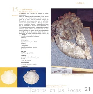 LOS FîSILES
15.15. Era Cenozoica:
Plioceno
(5.3 a 1.8 millones de años antes del
presente)A comienzos del Plioceno, se produce el último
calentamiento
relativo de importancia, para desembocar al final en una
nueva crisis de aridez y enfriamiento. Esta época fue
testigo de la extin- ción de numerosas especies del
Mioceno, y de nuevas tenden- cias entre los herbívoros:
animales más grandes adaptados a die- tas más duras.
También en esta época empiezan a aparecer los principales
tipos de vegetación que hoy nos resultan familiares. En
África surgen los australopitecos y los primeros represen-
tantes del género humano. Éstos convivieron en unas
paleoco- munidades en las que, además de variadas especies
de bóvidos y de caballos de tres dedos, abundan los
mastodontes, los grandes felinos con dientes de sable y las
hienas.Anélidos:
Serpulasp. Lucena-Los Bodegones
(Huelva).
Escafópodos:
Dentalium sexangulum. Niebla
(Huelva).
Artrópodos:
Balanus latiradiatus. Ortaloba
(Almería).
Corales:
Flabellum sp. Almería.
Bivalvos:
Pecten benedictus. Mesas de Asta
(Cádiz).
Venus sp. Almería.
Gasterópodos:
Strombus bubonius. Almería.
Mamíferos:
Leptobos elatus. Villarroya (La
Rioja).
Gazellospira torticornis. Villarroya (La
Rioja).
Anancus arvernensis. Plioceno,
Las Higueruelas (Ciudad Real).
Pecten benedictus. Plioceno,
Mesas de Asta (Cádiz).
21Tesoros en las Rocas
 