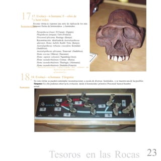 17.17. Evoluci—n humana: F—siles de
hominoideos
y hom’nidos
En esta vitrina se exponen una serie de réplicasde los más
famosos fósiles de hominoideos y homínidos:
Parapithecus fraasi. El Fayum (Egipto).
Pliopithecus antiquus. Gers (Francia).
Proconsul africanus. Rusinga (Kenya).
Reconstrucción idealizada de Australopithecus
afarensis. Homo habilis. Koobi Fora (Kenya).
Australopithecus robustus crassidens. Kromdaii
(Sudáfrica).
Australopithecus africanus. Transvaal (Sudáfrica).
Homo erectus. Olduvai (Tanzania).
Homo sapiens soloensis. Ngandong (Java).
Homo neanderthalensis. Crimea (Rusia).
Homo neanderthalensis. Thuringia (Alemania).
Homo neanderthalensis. Dordoña (Francia).
Reconstrucción idealizada del cráneo de
Australopithecus
afarensis.
18.18. Evoluci—n humana: Filogenia
humana
En esta vitrina se pueden contemplar reconstrucciones a escala de diversos homínidos, y se muestra una de lasposibles
filogeniashumanas. En ella podemos observar la evolución desde el hominoideo primitivo Proconsul hastael hombre
actual.
23Tesoros en las Rocas
 