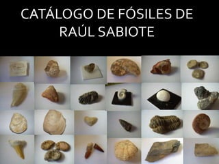 CATÁLOGO DE FÓSILES DE RAÚL SABIOTE 