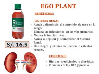 EGO PLANT
BENEFICIOS:
SISTEMA RENAL
- Ayuda a disminuir el contenido de úrea en la
sangre.
- Elimina las infecciones en las vías urinarias.
- Mejora la función renal.
- Ayuda a depurar y desintoxicar el Sistema
Renal.
- Desintegra y elimina las piedras o cálculos
renales.
CONTIENE:
- Hierbas medicinales y diuréticas.
- Vitaminas D, E y B12 y potasio
 