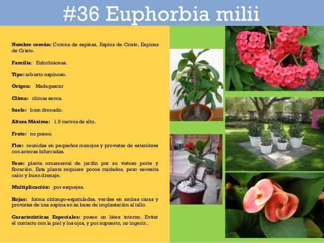 Catalogo De Plantas En Parque Iberoamericano