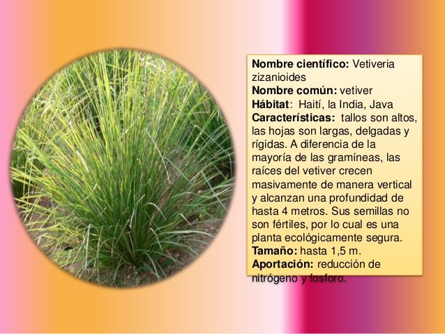 Catalogo De Plantas Fitorremediadoras