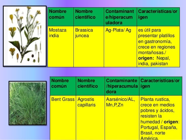 Catalogo De Plantas Fitorremediadoras