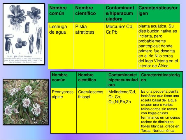 Catalogo De Plantas Fitorremediadoras