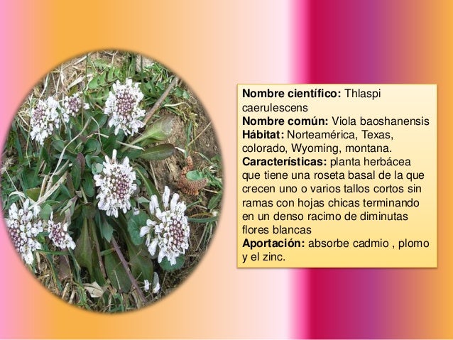 Catalogo De Plantas Fitorremediadoras