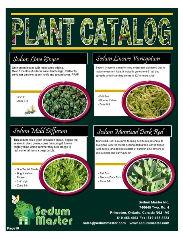 Perennial Herbs Zone 6 Gardenpicdesign Perennial Herbs Zone 6 Gardenpicdesign