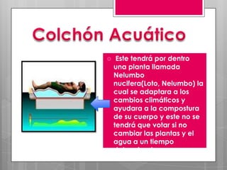Colchón Acuático Este tendrá por dentro una planta llamada Nelumbo nucifera(Loto, Nelumbo) la cual se adaptara a los cambios climáticos y ayudara a la compostura de su cuerpo y este no se tendrá que votar si no cambiar las plantas y el agua a un tiempo determinado.