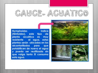 CAUCE- ACUATICONymphoides indica (Ninfoides), este tipo de planta acuática es muy resistente  al agua, estas plantas serán  ubicadas en los alcantarillados para que potabilicen de nuevo el agua y pueda ser reutilizada sin que valga tanto El consumo esta agua.