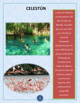 CELESTÚN
La Ría de Celestún
se encuentra a 90
Km al oeste de
Mérida, Yucatán
(por la ruta 281)
y/o 216 Km al
norte de
Campeche,
Campeche (por la
ruta 180) hacia la
punta oeste de la
Península de
Yucatán en el
Golfo de México
Un puerto lleno de
misterio, donde
conviven las
especies más
exóticas de la
geografía
yucateca.
7

 