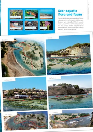 7




                                                                                                                                                              more info in www.benissa.es
                                                                                                             Sub-aquatic
           Cat’s Head Rock Rose
                                                                                                             flora and fauna
           (Helianthemun Caput-felis)   Comber (Serranus Scriba)    Grey Mullet (Chelon Labrosus)
                                                                                                             The sea bed is made up of meadows of Posido-
                                                                                                             nia sea grass, rocky formations and fine sand.
                                                                                                             Shoals of grey mullet, East Atlantic peacock
                                                                                                             wrasse, or common two-banded sea bream,
                                                                                                             and also octopus, starfish and gilthead sea
                                                                    Conehead Thyme
           Octopus (Octopus Vulgaris)
                                        Common Two-banded Sea
                                        Bream (Diplodus Vulgaris)   (Tymbra Capitata)
                                                                                                             bream are some of the species that make up
                                                                                                             Benissa’s varied marine wildlife.




                                                                                        Advocat
Baladrar




                                                                                           La Fustera
  Les Bassetes




                                                                                               La Llobella
    Els Pinets
 