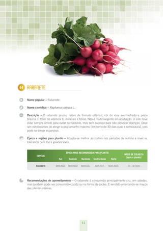 51
N
N
...
144 Rabanete
Nome popular – Rabanete
Nome científico – Raphanus sativus L.
Descrição – O rabanete produz raízes de formato esférico, cor de rosa avermelhado e polpa
branca. É fonte de vitamina C, minerais e fibras. Não é muito exigente em adubação. O solo deve
estar sempre úmido para evitar rachaduras, mas sem excesso para não provocar doenças. Deve
ser colhido antes de atingir o seu tamanho máximo (em torno de 30 dias após a semeadura), pois
pode se tornar esponjoso.
Época e regiões para plantio – Adapta-se melhor ao cultivo nos períodos de outono e inverno,
tolerando bem frio e geadas leves.
ESPÉCIE
ÉPOCA MAIS RECOMENDADA PARA PLANTIO
INÍCIO DE COLHEITA
(após o plantio)
Sul Sudeste Nordeste Centro-Oeste Norte
Rabanete Mar/ago mar/ago mar/jul. abr./set. mar./ago. 25 - 30 dias
Recomendações de aproveitamento – O rabanete é consumido principalmente cru, em saladas,
mas também pode ser consumido cozido ou na forma de picles. É vendido amarrando-se maços
das plantas inteiras.
 