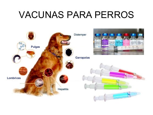 ¿DE QUÉ ENFERMEDADES DEBO VACUNAR A MI PERRO? 