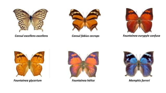 Catalogo de Mariposas del estado de yucatan.pptx