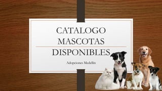 CATALOGO
MASCOTAS
DISPONIBLES
Adopciones Medellín
 