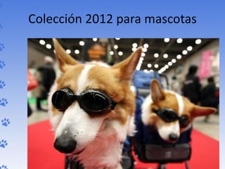 Colección 2012 para mascotas
 