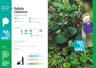 Cornelia Insecto Catalogo_Nativas_2023_web.pdf trata de nativas | PDF