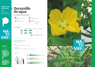 Cornelia Insecto Catalogo_Nativas_2023_web.pdf trata de nativas | PDF