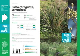 Cornelia Insecto Catalogo_Nativas_2023_web.pdf trata de nativas | PDF