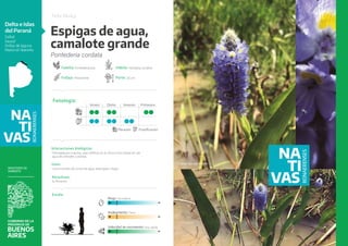 Cornelia Insecto Catalogo_Nativas_2023_web.pdf trata de nativas | PDF