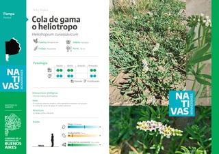 Cornelia Insecto Catalogo_Nativas_2023_web.pdf trata de nativas | PDF