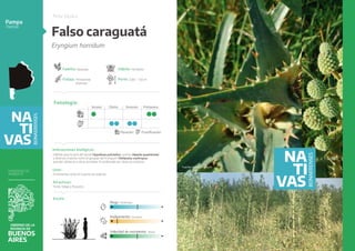 Cornelia Insecto Catalogo_Nativas_2023_web.pdf trata de nativas | PDF