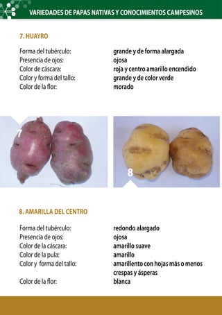7. HUAYRO
Forma del tubérculo:
Presencia de ojos:
Color de cáscara:
Color y forma del tallo:
Color de la flor:
	 	 	
grande y de forma alargada
ojosa
roja y centro amarillo encendido
grande y de color verde
morado
8. AMARILLA DEL CENTRO
Forma del tubérculo:
Presencia de ojos:
Color de la cáscara:
Color de la pula:
Color y forma del tallo:
Color de la flor:
redondo alargado
ojosa
amarillo suave
amarillo
amarillentoconhojasmásomenos
crespas y ásperas
blanca
7
8
VARIEDADES DE PAPAS NATIVASY CONOCIMIENTOS CAMPESINOS
 