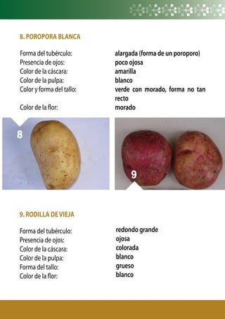 8. POROPORA BLANCA
alargada (forma de un poroporo)
poco ojosa
amarilla
blanco
verde con morado, forma no tan
recto
morado
8
9. RODILLA DEVIEJA
Forma del tubérculo:
Presencia de ojos:
Color de la cáscara:
Color de la pulpa:
Forma del tallo:
Color de la flor:
	 	 	
redondo grande
ojosa
colorada
blanco
grueso
blanco
9
8
Forma del tubérculo:
Presencia de ojos:
Color de la cáscara:
Color de la pulpa:
Color y forma del tallo:
Color de la flor:
 