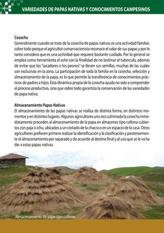 Cosecha
Generalmente cuando se trata de la cosecha de papas nativas es una actividad familiar,
sobre todo porque el agricultor conservacionista reconoce el valor de sus papas y por lo
tanto considera que es una actividad que requiere bastante cuidado. Por lo general se
emplea como herramienta el asho con la finalidad de no lastimar el tubérculo, además
de evitar que los “sacadores o los peones”se lleven sus semillas, muchas de las cuales
son exclusivas en la zona. La participación de toda la familia en la cosecha, selección y
almacenamiento de la papa, es lo que permite la transferencia de conocimientos prác-
ticos de padres a hijos. Esta dinámica propia de la cosecha ayuda no solo a comprender
el proceso productivo, sino que sobre todo garantiza la conservación de las variedades
de papa nativa.
Almacenamiento Papas Nativas
El almacenamiento de las papas nativas se realiza de distinta forma, en distintos mo-
mentosyendistintoslugares.Algunosagricultoresunavezculminadalacosechainme-
diatamente proceden al almacenamiento de la papa en almacenes tipo collona cubier-
tos con paja o ichu, ubicados a un costado de la chacra o en un espacio de la casa. Otros
agricultores prefieren primero realizar la identificación y la clasificación y posteriormen-
te el almacenamiento por separado y de acuerdo al destino final y al uso que se le va ha
dar a estas papas nativas.
VARIEDADES DE PAPAS NATIVASY CONOCIMIENTOS CAMPESINOS
Almacenamiento de papa tipo collona
 