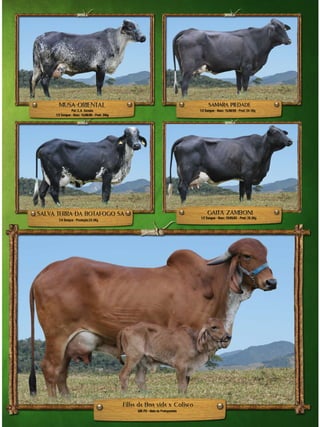 Catálogo Leilão Piedade