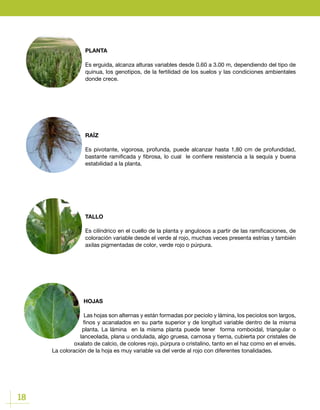 18
PLANTA
Es erguida, alcanza alturas variables desde 0.60 a 3.00 m, dependiendo del tipo de
quinua, los genotipos, de la fertilidad de los suelos y las condiciones ambientales
donde crece.
RAÍZ
Es pivotante, vigorosa, profunda, puede alcanzar hasta 1,80 cm de profundidad,
bastante ramificada y fibrosa, lo cual le confiere resistencia a la sequía y buena
estabilidad a la planta.
TALLO
Es cilíndrico en el cuello de la planta y angulosos a partir de las ramificaciones, de
coloración variable desde el verde al rojo, muchas veces presenta estrías y también
axilas pigmentadas de color, verde rojo o púrpura.
HOJAS
Las hojas son alternas y están formadas por peciolo y lámina, los peciolos son largos,
finos y acanalados en su parte superior y de longitud variable dentro de la misma
planta. La lámina en la misma planta puede tener forma romboidal, triangular o
lanceolada, plana u ondulada, algo gruesa, carnosa y tierna, cubierta por cristales de
oxalato de calcio, de colores rojo, púrpura o cristalino, tanto en el haz como en el envés.
La coloración de la hoja es muy variable va del verde al rojo con diferentes tonalidades.
 