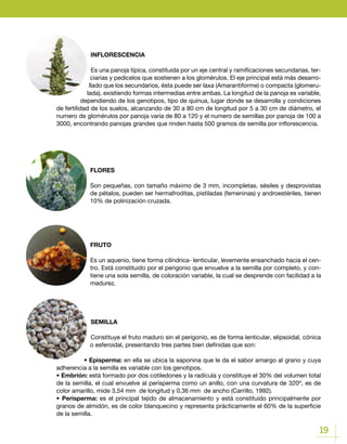 19
FLORES
Son pequeñas, con tamaño máximo de 3 mm, incompletas, sésiles y desprovistas
de pétalos, pueden ser hermafroditas, pistiladas (femeninas) y androestériles, tienen
10% de polinización cruzada.
FRUTO
Es un aquenio, tiene forma cilíndrica- lenticular, levemente ensanchado hacia el cen-
tro. Está constituido por el perigonio que envuelve a la semilla por completo, y con-
tiene una sola semilla, de coloración variable, la cual se desprende con facilidad a la
madurez.
INFLORESCENCIA
Es una panoja típica, constituida por un eje central y ramificaciones secundarias, ter-
ciarias y pedicelos que sostienen a los glomérulos. El eje principal está más desarro-
llado que los secundarios, ésta puede ser laxa (Amarantiforme) o compacta (glomeru-
lada), existiendo formas intermedias entre ambas. La longitud de la panoja es variable,
dependiendo de los genotipos, tipo de quinua, lugar donde se desarrolla y condiciones
de fertilidad de los suelos, alcanzando de 30 a 80 cm de longitud por 5 a 30 cm de diámetro, el
numero de glomérulos por panoja varía de 80 a 120 y el numero de semillas por panoja de 100 a
3000, encontrando panojas grandes que rinden hasta 500 gramos de semilla por inflorescencia.
SEMILLA
Constituye el fruto maduro sin el perigonio, es de forma lenticular, elipsoidal, cónica
o esferoidal, presentando tres partes bien definidas que son:
• Episperma: en ella se ubica la saponina que le da el sabor amargo al grano y cuya
adherencia a la semilla es variable con los genotipos.
• Embrión: está formado por dos cotiledones y la radícula y constituye el 30% del volumen total
de la semilla, el cual envuelve al perisperma como un anillo, con una curvatura de 320º, es de
color amarillo, mide 3,54 mm de longitud y 0,36 mm de ancho (Carrillo, 1992).
• Perisperma: es el principal tejido de almacenamiento y está constituido principalmente por
granos de almidón, es de color blanquecino y representa prácticamente el 60% de la superficie
de la semilla.
 