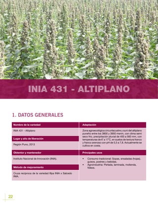 22
INIA 431 - ALTIPLANO
1. DATOS GENERALES
Lugar y año de liberación
INIA 431 - Altiplano
Región Puno, 2013
Método de mejoramiento
Instituto Nacional de Innovación (INIA).
Cruza recíproca de la variedad Illpa INIA x Salcedo
INIA.
Zona agroecológica circunlacustre y suni del altiplano
puneño entre los 3800 y 3950 msnm, con clima semi
seco frio, precipitación pluvial de 400 a 560 mm, con
temperaturas de 6˚ a 17˚C, en suelos de textura franco
y franco arenoso con pH de 5,5 a 7,8. Actualmente se
cultiva en costa.
•	 Consumo tradicional: Sopas, ensaladas (hojas),
guisos, postres y bebidas.
•	 Agroindustria	: Perlada, laminada, molienda,
fideos.
Obtentor y mantenedor Principales usos
Nombre de la variedad Adaptación
 