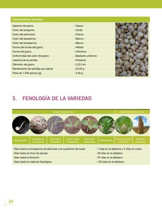 24
Aspecto del grano				 : Opaco
Color del perigonio 				 : Verde
Color del pericarpio				 : Crema
Color del episperma				 : Blanco
Color del perisperma				 : Blanco
Forma del borde del grano				 : Afilado
Forma del grano					: Cilíndrico
Uniformidad del color del grano			 : Bastante uniforme
Latencia de la semilla				 : Presente
Diámetro del grano				 : 2,20 mm
Rendimiento de semillas por planta			 : 30,50 g
Peso de 1 000 granos (g)				 : 3,30 g
Características del grano
3.	 FENOLOGÍA DE LA VARIEDAD
FASE VEGETATIVA FASE REPRODUCTIVA
Germinación
Emergencia
de plantula
Cuatro hojas
verdaderas
Ramificación
Dos hojas
verdaderas
Seis hojas
verdaderas
Inicio de panoja
y floración
Madurez
fisiológica
Días hasta la emergencia de plántulas a la superficie del suelo		 : 7 días en el altiplano y 3 días en costa
Días hasta el inicio de panoja					 : 60 días en el altiplano
Días hasta la floración						 : 97 días en el altiplano
Días hasta la madurez fisiológica 					 : 150 días en el altiplano
 