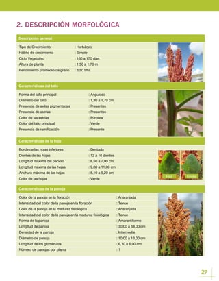 27
2. DESCRIPCIÓN MORFOLÓGICA
Tipo de Crecimiento		 : Herbáceo
Hábito de crecimiento		 : Simple
Ciclo Vegetativo			 : 160 a 170 días
Altura de planta			 : 1,50 a 1,70 m
Rendimiento promedio de grano	 : 3,50 t/ha
Descripción general
Borde de las hojas inferiores		 : Dentado
Dientes de las hojas 			 : 12 a 16 dientes
Longitud máxima del peciolo		 : 6,50 a 7,00 cm
Longitud máxima de las hojas 		 : 9,00 a 11,00 cm
Anchura máxima de las hojas		 : 8,10 a 9,20 cm
Color de las hojas 			 : Verde
Color de la panoja en la floración				 : Anaranjada
Intensidad del color de la panoja en la floración		 : Tenue
Color de la panoja en la madurez fisiológica			 : Anaranjada
Intensidad del color de la panoja en la madurez fisiológica	 : Tenue
Forma de la panoja					 : Amarantiforme
Longitud de panoja 					 : 30,00 a 68,00 cm
Densidad de la panoja					 : Intermedia
Diámetro de panoja					 : 10,00 a 13,00 cm
Longitud de los glomérulos				 : 6,10 a 6,90 cm
Número de panojas por planta				 : 1
Características de la hoja
Características de la panoja
Forma del tallo principal			 : Anguloso
Diámetro del tallo				 : 1,30 a 1,70 cm
Presencia de axilas pigmentadas		 : Presentes
Presencia de estrías			 : Presentes
Color de las estrías			 : Púrpura
Color del tallo principal			 : Verde
Presencia de ramificación			 : Presente
Características del tallo
EnvésHaz
 