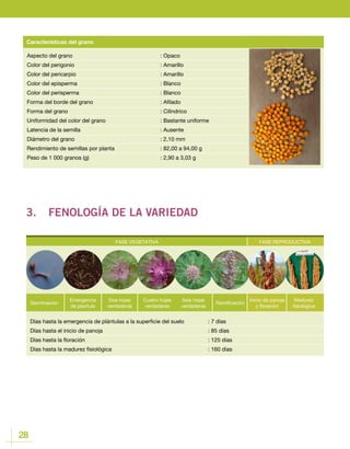 28
Aspecto del grano				: Opaco
Color del perigonio 				 : Amarillo
Color del pericarpio				 : Amarillo
Color del episperma				 : Blanco
Color del perisperma				 : Blanco
Forma del borde del grano				 : Afilado
Forma del grano					: Cilíndrico
Uniformidad del color del grano			 : Bastante uniforme
Latencia de la semilla				 : Ausente
Diámetro del grano				 : 2,10 mm
Rendimiento de semillas por planta			 : 82,00 a 94,00 g
Peso de 1 000 granos (g) 				 : 2,90 a 3,03 g
Características del grano
3.	 FENOLOGÍA DE LA VARIEDAD
FASE VEGETATIVA
Germinación
Emergencia
de plantula
Cuatro hojas
verdaderas
Ramificación
Dos hojas
verdaderas
Seis hojas
verdaderas
Inicio de panoja
y floración
Madurez
fisiológica
Días hasta la emergencia de plántulas a la superficie del suelo		 : 7 días
Días hasta el inicio de panoja					 : 85 días
Días hasta la floración						 : 125 días
Días hasta la madurez fisiológica 					 : 160 días
FASE REPRODUCTIVA
Inicio de panoja
y floración
Madurez
fisiológica
 